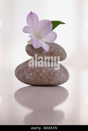 Tropische Blumen auf Steinen ausgeglichen Stockfoto