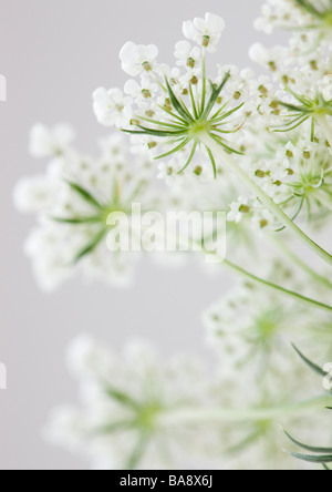 Nahaufnahme der Blüte Stockfoto