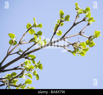 Nahaufnahme von Frühjahr Knospen auf Baum Stockfoto