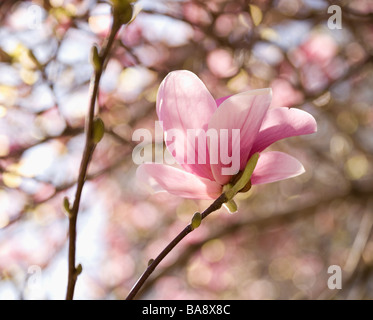 Nahaufnahme von Frühlingsblumen auf Baum Stockfoto