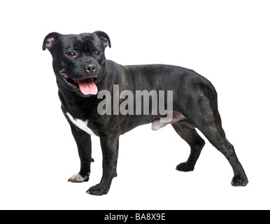 Staffordshire Bullterrier vor einem weißen Hintergrund Stockfoto