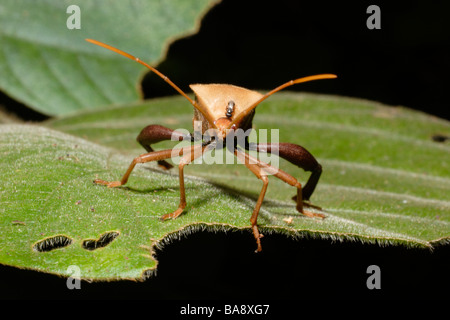 Blatt footed Bug Plectropoda Cruciata Coreidae im Regenwald von Kamerun Stockfoto