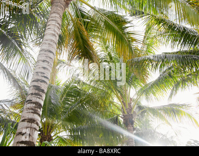 Niedrigen Winkel Blick auf Palmen Stockfoto