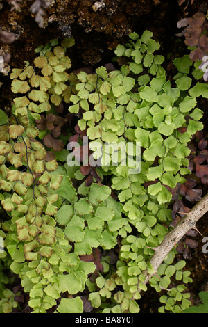 Tausend Farn Venushaarfarns Capillus Veneris Adiantaceae auf Küstenklippen UK Stockfoto