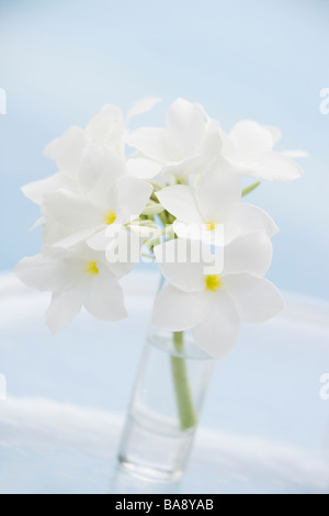 Tropische Blumen in vase Stockfoto