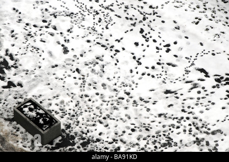 Viele Fußabdrücke und Spuren des Hundes auf Asphalt mit Schnee bedeckt Stockfoto