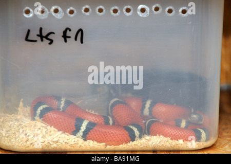 Lampropeltis Triangulum Schlange. Gemeinsamer Name: rote Milch Schlange - Arten von King Snake. Stockfoto