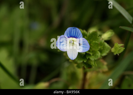 Schlanke Ehrenpreis Veronica Filiformis Familie Scrophulariaceae.  Blüte in Nahaufnahme Makro-Detail eine kleine Blume von 5-10 mm Stockfoto