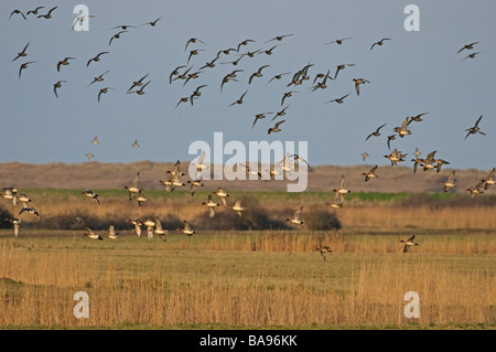 Herde der Pfeifente Anas Penelope im Flug über die Sümpfe am Holkham National Nature Reserve in Norfolk März Weiden Stockfoto