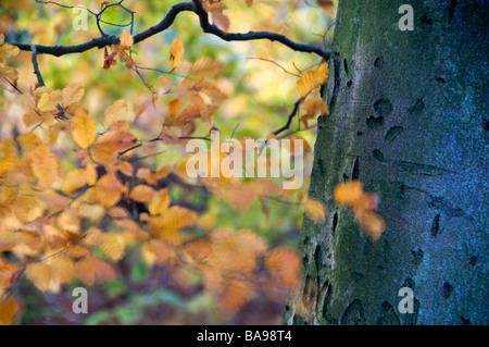 Nahaufnahme von Stamm und Blätter der englischen Buche Stockfoto