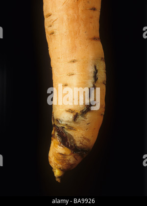 Karottenwurzelfliege (Chamaepsila rosae) larvale Schäden an einer reifen Karottenwurzel Stockfoto