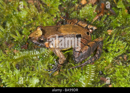 Glatte Guardian Frosch Limnonectes Palavanensis Kinabalu National Park Sabah Borneo Malaysia Stockfoto