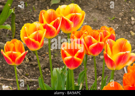 Rot und gelb Frühling blühende Tulpen Stockfoto