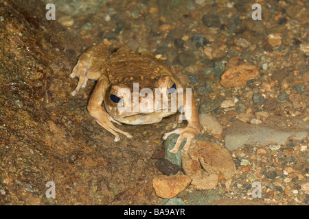 Braun Baum Kröte Pedostibes hoshii Danum Valley Sabah Borneo Malaysia Stockfoto