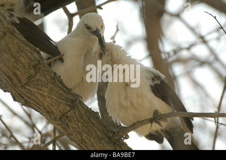 Afrikanische Vögel südlichen Trauerschnäpper Schwätzer Stockfoto