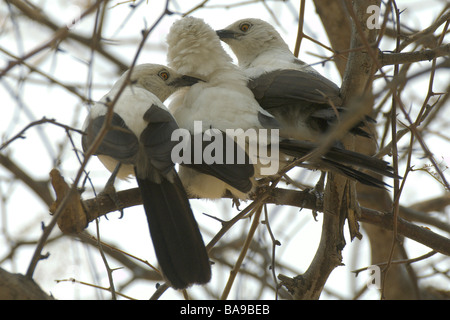 Afrikanische Vögel südlichen Trauerschnäpper Schwätzer Stockfoto