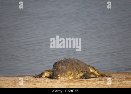 Nil-Krokodil Crocodylus Niloticus afrikanischen Reptilien aquatische große Schwimmer Raubtier afrikanischen Raubtier afrikanischen Reptilien kalte bloode Stockfoto