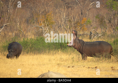 Nilpferd Hippopotamus amphibische afrikanische Säugetier halb aquatische Fluss Pferd gefährlichsten afrikanische Säugetier große Stoßzähne massive j Stockfoto