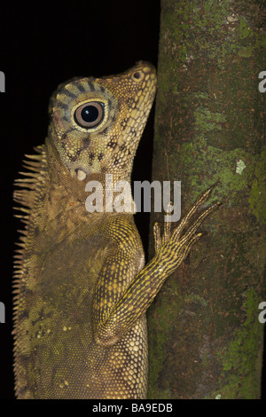 Kurzer crested Wald Dragon Gonocephalus Liogaster Danum Valley Sabah Borneo Malaysia Stockfoto