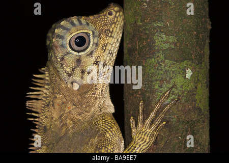 Kurzer crested Wald Dragon Gonocephalus Liogaster Danum Valley Sabah Borneo Malaysia Stockfoto