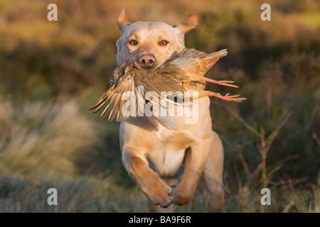 ein gelber Labrador Retriever Arbeitshund oder Jagdhund mit Rebhuhn Stockfoto