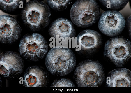 Vaccinium. Heidelbeer-Muster Stockfoto