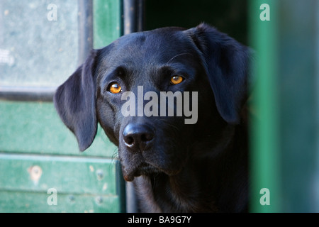 ein schwarzer Labrador Retriever Arbeitshund oder Jagdhund im hinteren Teil ein Land Rover Fahrzeug Stockfoto