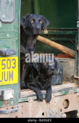 Zwei schwarze Labrador Retriever Arbeitshunde oder Jagdhunde auf der Rückseite ein Land Rover Fahrzeug Stockfoto