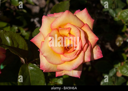 Einzigen rosa und gelbe rose auf einem natürlichen Hintergrund Stockfoto