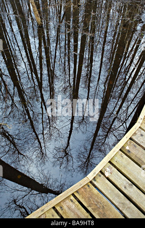 Schwarz-Erle Baumstämme spiegelt sich in Versupite Fluss Auenwaldes im Kemeru Nationalpark Lettlands Stockfoto