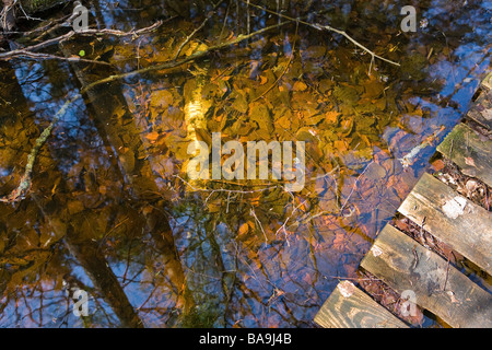 Herbstlaub und Baumstämme lagen im Sumpf im Kemeru Nationalpark Lettlands gefallenen Stockfoto