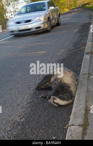 Road kill Badger Meles Meles mit Auto im Hintergrund Kent UK Frühling Stockfoto