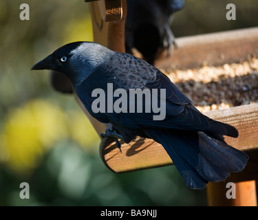 Eurasische Dohle, Corvus Monedula, Fütterung in einem Garten Vogelhaus. Stockfoto