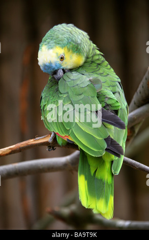 Blau-fronted Amazon Parrot, Amazona Aestiva, Psittacidae. Stockfoto