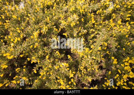 Eine Masse von Ginster blühen im Frühling auf den britischen Inseln Stockfoto