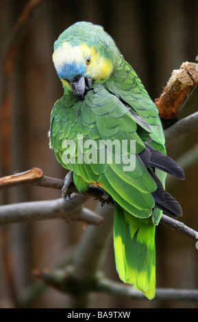 Blau-fronted Amazon Parrot, Amazona Aestiva, Psittacidae. Stockfoto