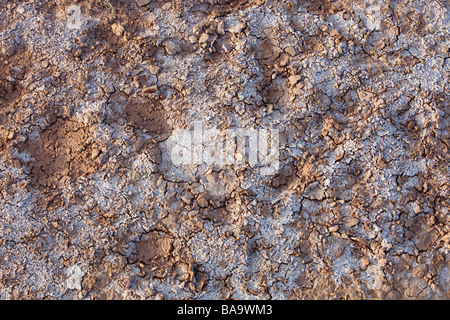 die ausgetrockneten Boden von einem ehemaligen Seegrund welche völlig verschwanden im Jahr 1999 aufgrund des Klimawandels Dürre in China induzierte Stockfoto