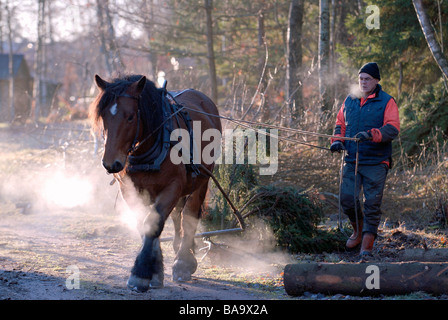 Ein Arbeiten im Wald Schweden woodman Stockfoto