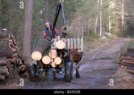 Ein Woodman und Pferde arbeiten im Wald Schweden Stockfoto