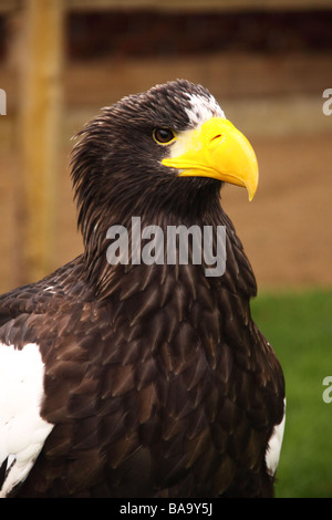 Stellers Seeadler Haliaeetus Pelagicus Porträt des Kopfes Stockfoto