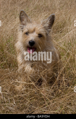 Norfolk/Norwich Terrier sitzen in Landschaft Stockfoto