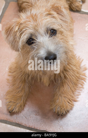 Norfolk/Norwich Terrier Welpen Stockfoto