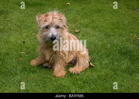 Norfolk/Norwich Terrier Welpen Stockfoto