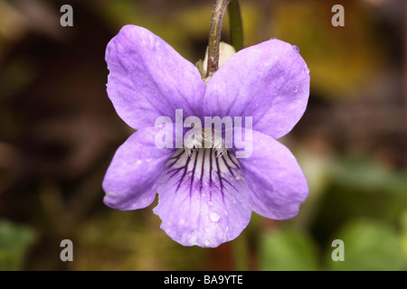 gemeinsamen Hund violett Viola Riviniana Blütenstand Stockfoto