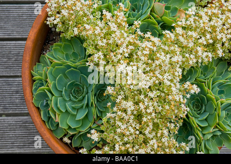 Haus Lauch und Crassula Marginalien Minuta Albamarginata Sukkulenten in Muster in Terracotta Topf angeordnet Stockfoto