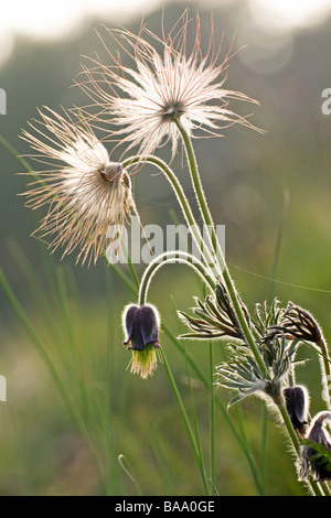 Blumen-Nahaufnahmen-Schweden Stockfoto