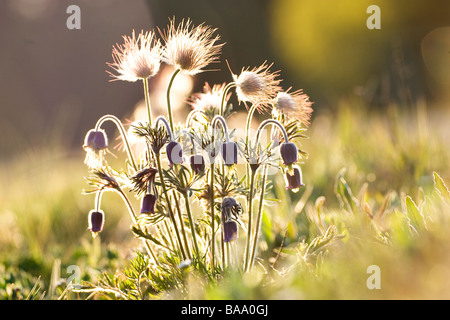 Blumen-Nahaufnahmen-Schweden Stockfoto