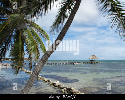 Palmen entlang der Küste an einem verträumten Nachmittag mit schönen Himmel und ruhigem Wasser auf Ambergris Caye, Belize. Stockfoto