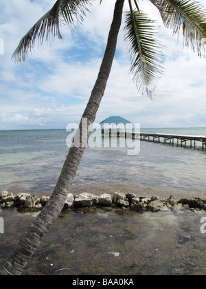 Palmen entlang der Küste an einem verträumten Nachmittag mit schönen Himmel und ruhigem Wasser auf Ambergris Caye, Belize. Stockfoto