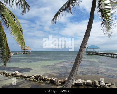 Palmen entlang der Küste an einem verträumten Nachmittag mit schönen Himmel und ruhigem Wasser auf Ambergris Caye, Belize. Stockfoto